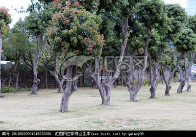 鷺島綠韻 探尋廈門(mén)常見(jiàn)樹(shù)木及其城市生態(tài)文化