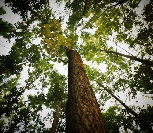 83.2米 中國(guó)最高樹(shù)木記錄再刷新，為何全球大樹(shù)都難破120米之謎