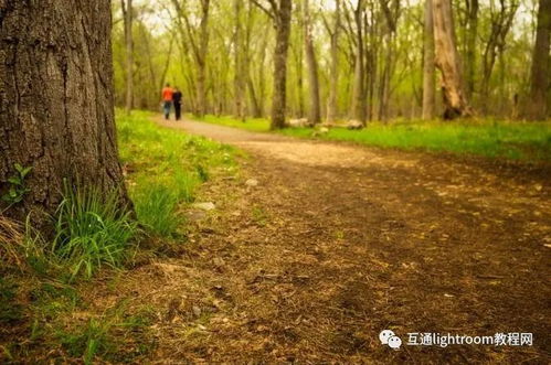 告別平庸視角，六招解鎖森林樹(shù)木攝影的非凡美感